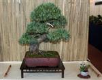 SBA-National Bonsai Exhibition 2014 (23).jpg